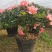 西洋杜鹃花大冠幅小桃红樱桃红基地批发一手货源长期供应
