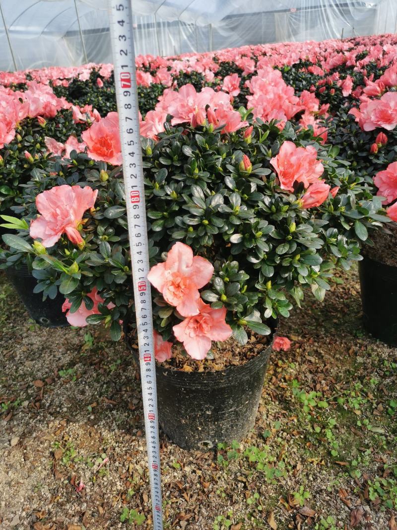 西洋杜鹃花大冠幅小桃红樱桃红基地批发一手货源长期供应
