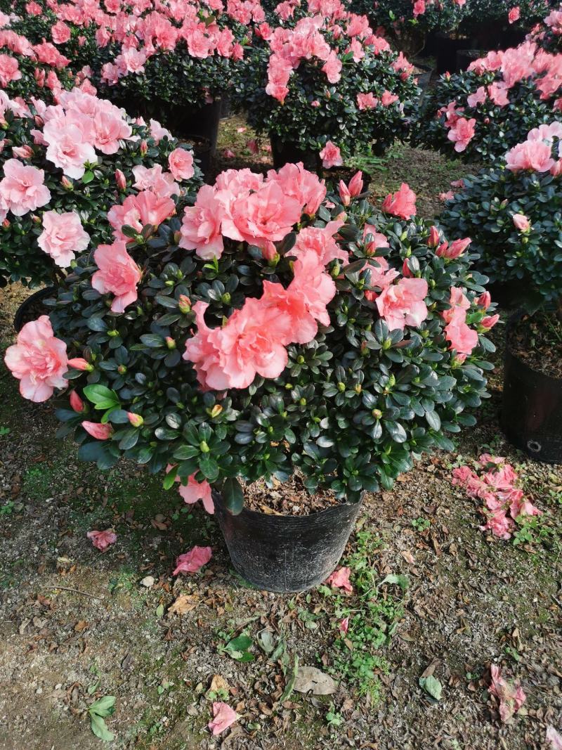 西洋杜鹃花大冠幅小桃红樱桃红基地批发一手货源长期供应