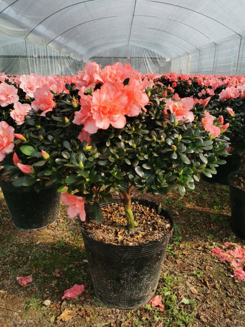 西洋杜鹃花大冠幅小桃红樱桃红基地批发一手货源长期供应