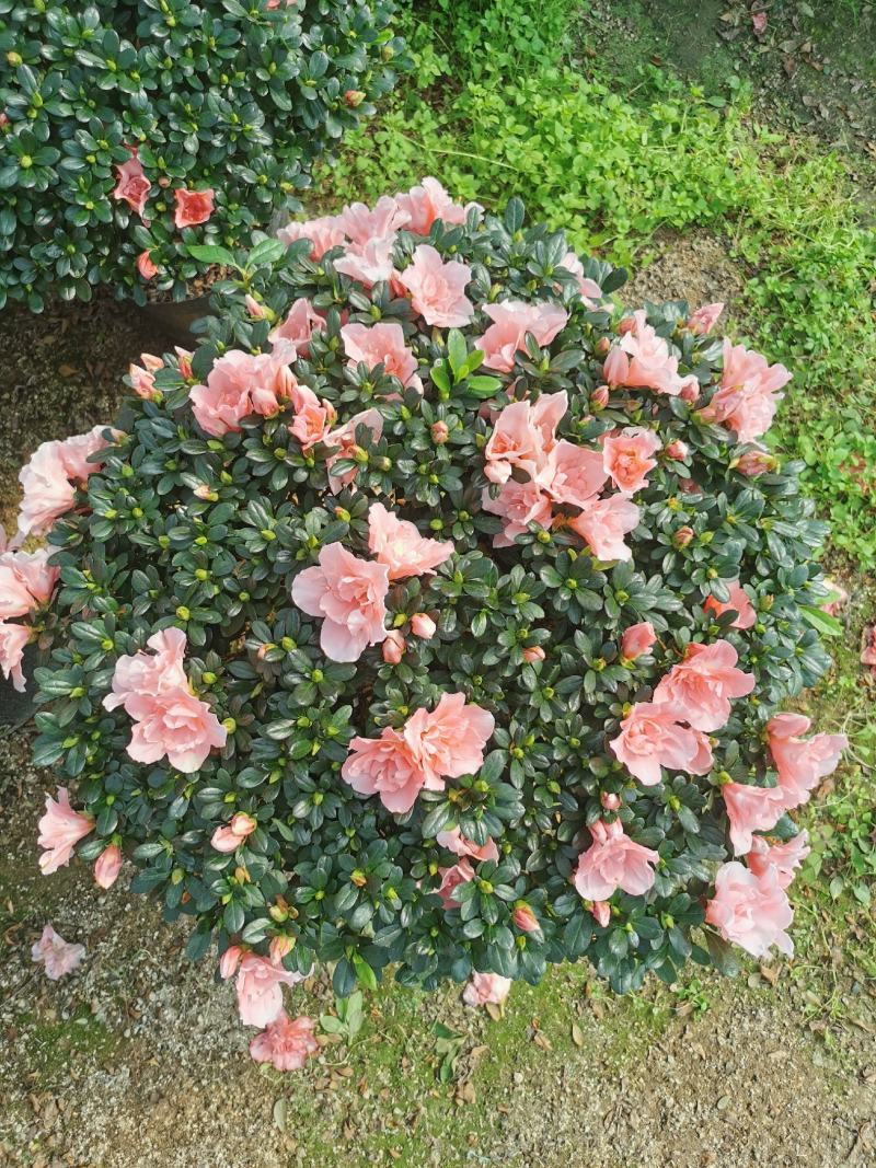 西洋杜鹃花大冠幅小桃红樱桃红基地批发一手货源长期供应