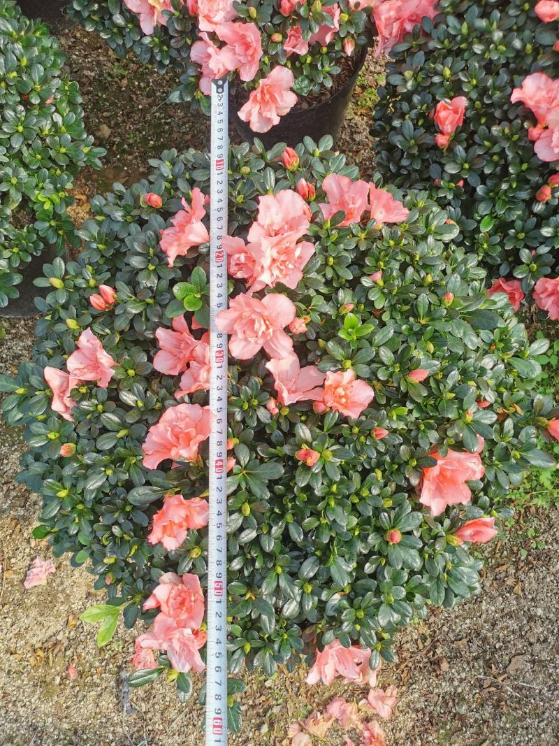 西洋杜鹃花大冠幅小桃红樱桃红基地批发一手货源长期供应