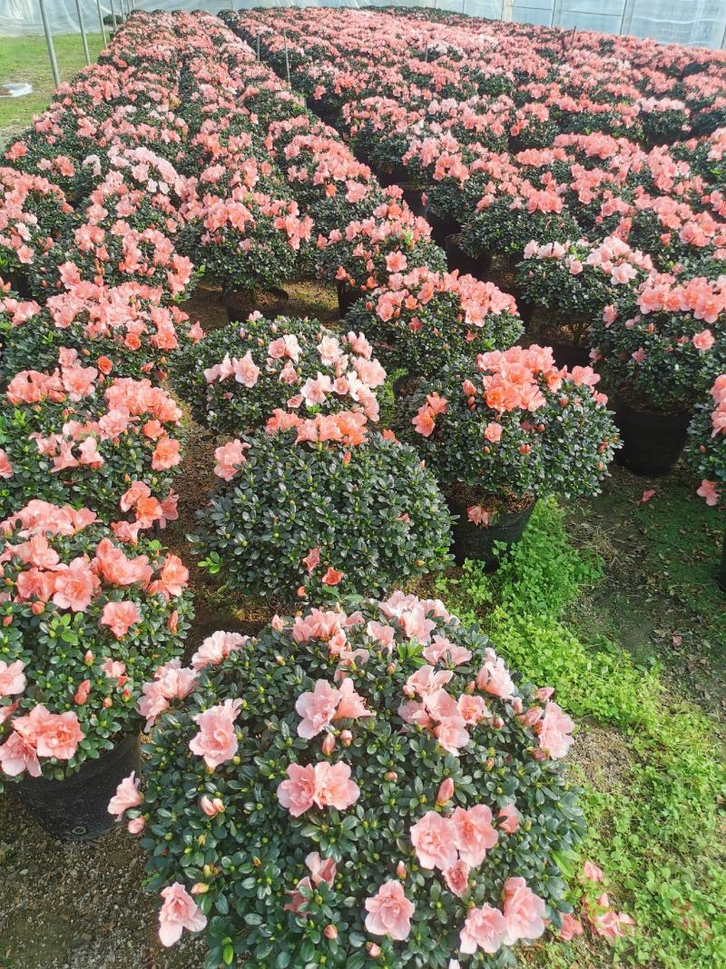 西洋杜鹃花大冠幅小桃红樱桃红基地批发一手货源长期供应