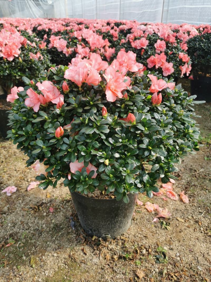 西洋杜鹃花大冠幅小桃红樱桃红基地批发一手货源长期供应