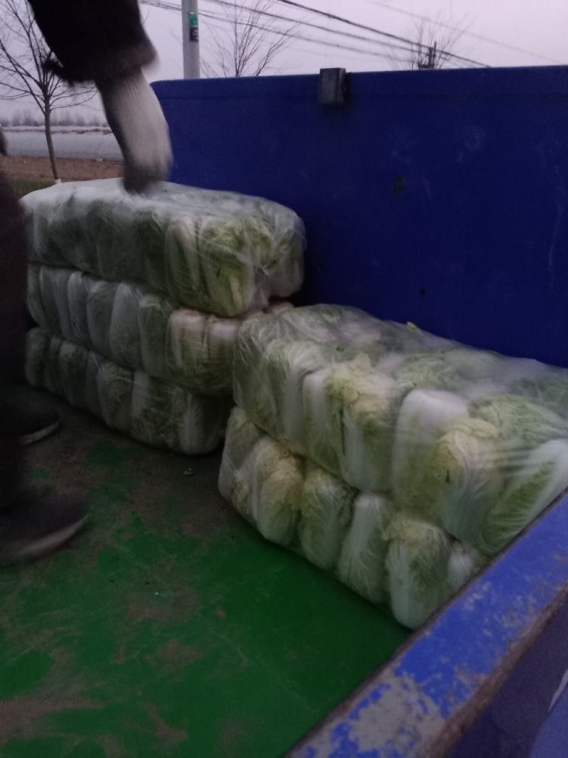 娃娃菜，无虫眼，无烧心，精品娃娃菜，大小都有，规格全！