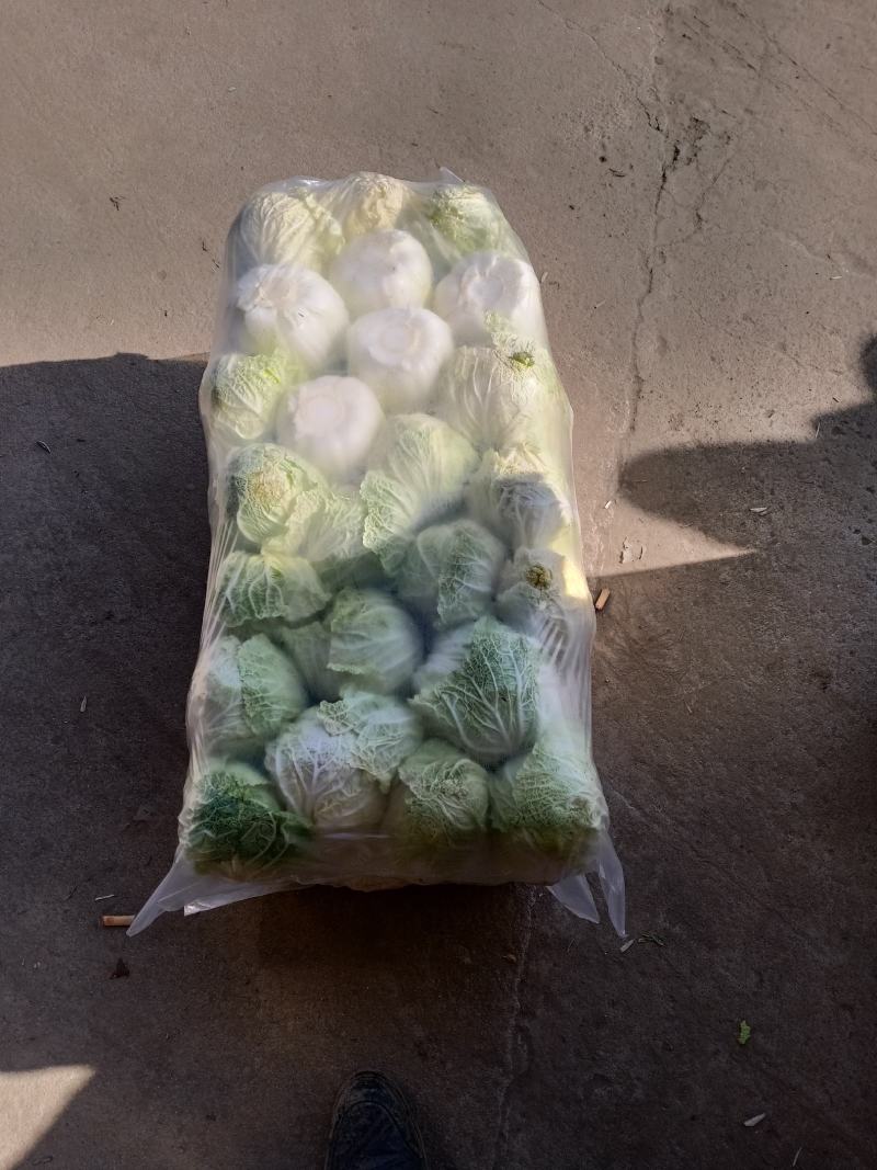 娃娃菜，无虫眼，无烧心，精品娃娃菜，大小都有，规格全！