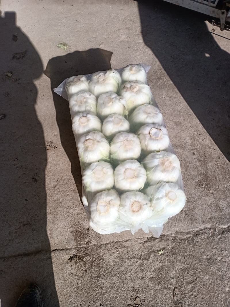 娃娃菜，无虫眼，无烧心，精品娃娃菜，大小都有，规格全！