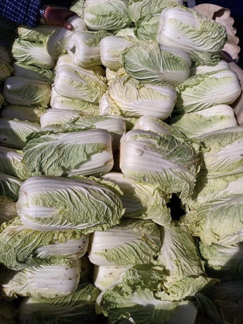 娃娃菜，无虫眼，无烧心，精品娃娃菜，大小都有，规格全！