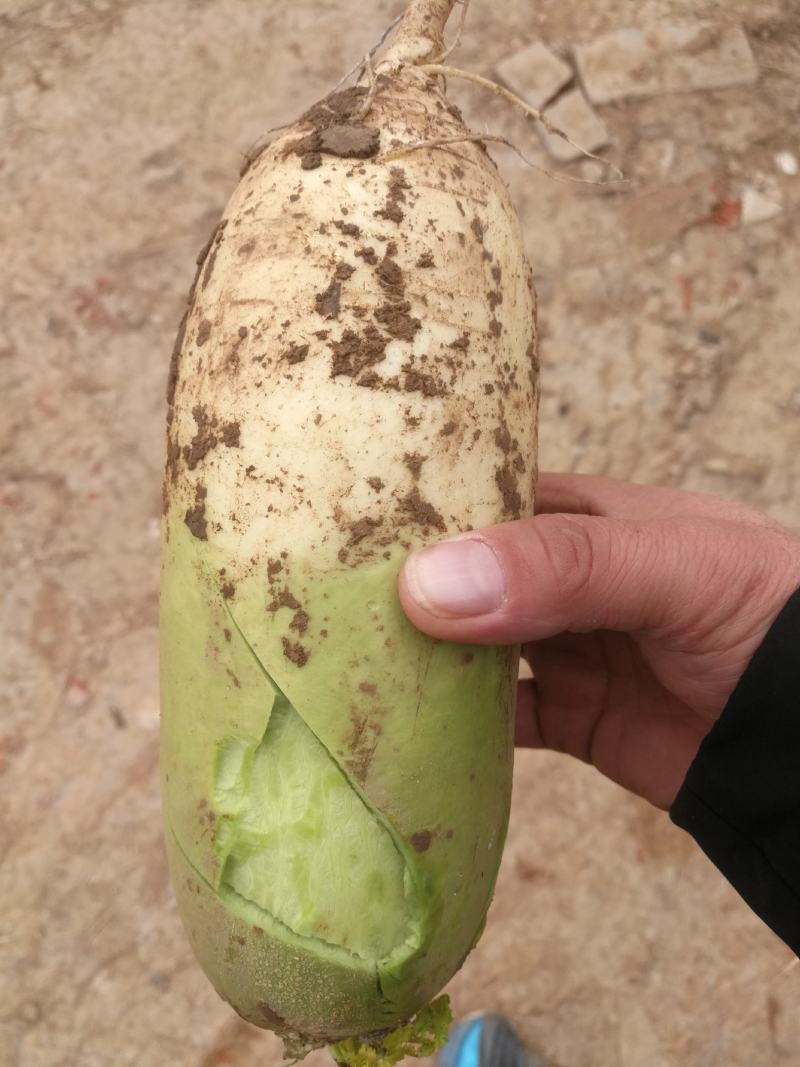青萝卜，河南产，大量供应