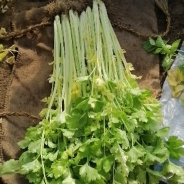 马家沟黄心芹菜大批量上市了