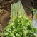 马家沟黄心芹菜大批量上市了