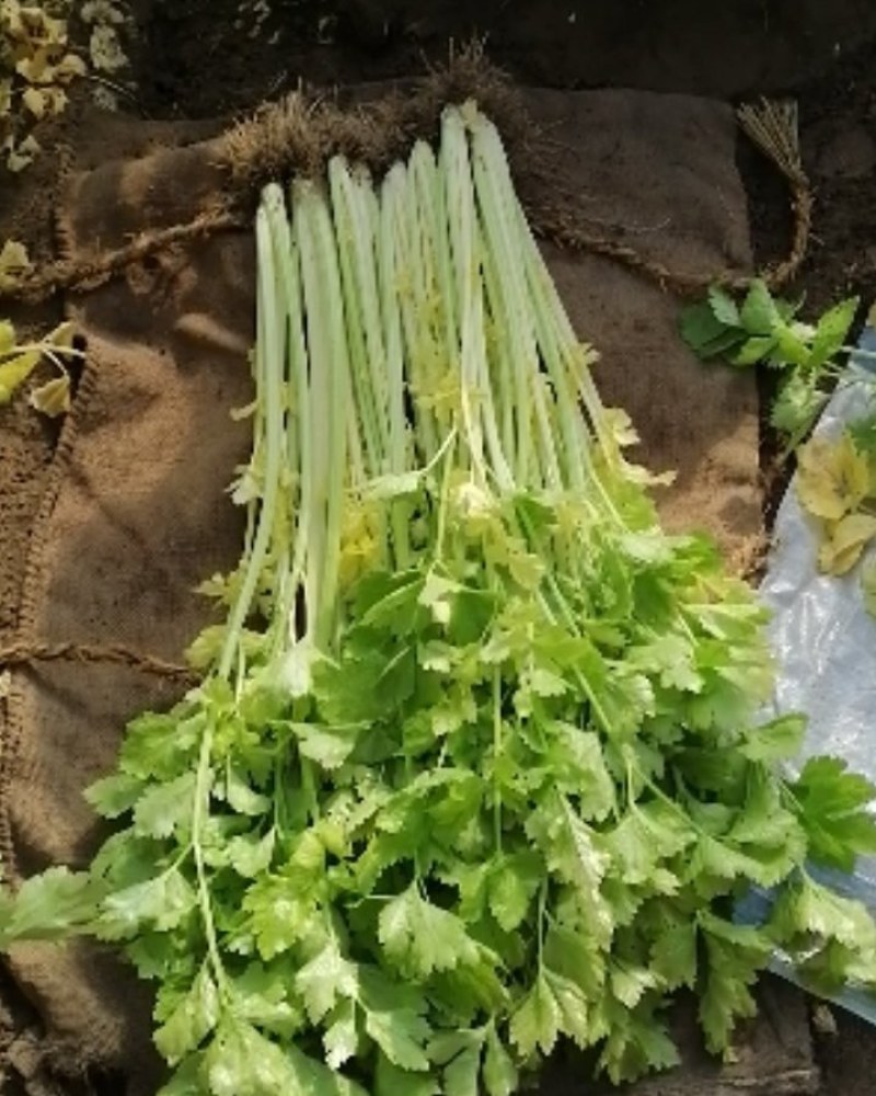 马家沟黄心芹菜大批量上市了