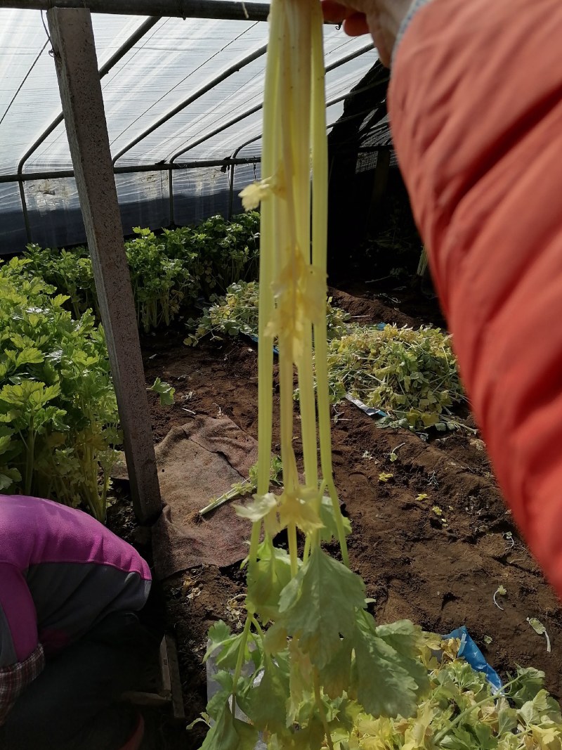 马家沟黄心芹菜大批量上市了