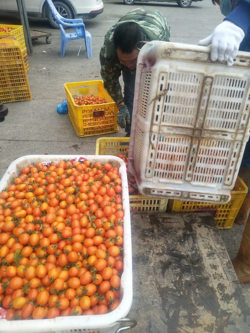 广西百色圣女果(实力代办)