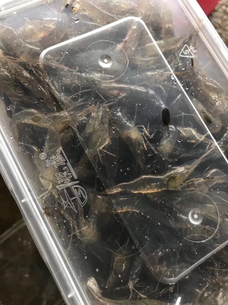小河虾，小土虾，青虾，活冻品质，自然生态补捞，产地，广东