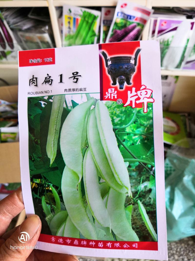 肉扁一号移栽五十天后可上市。比同类品种早100天上市