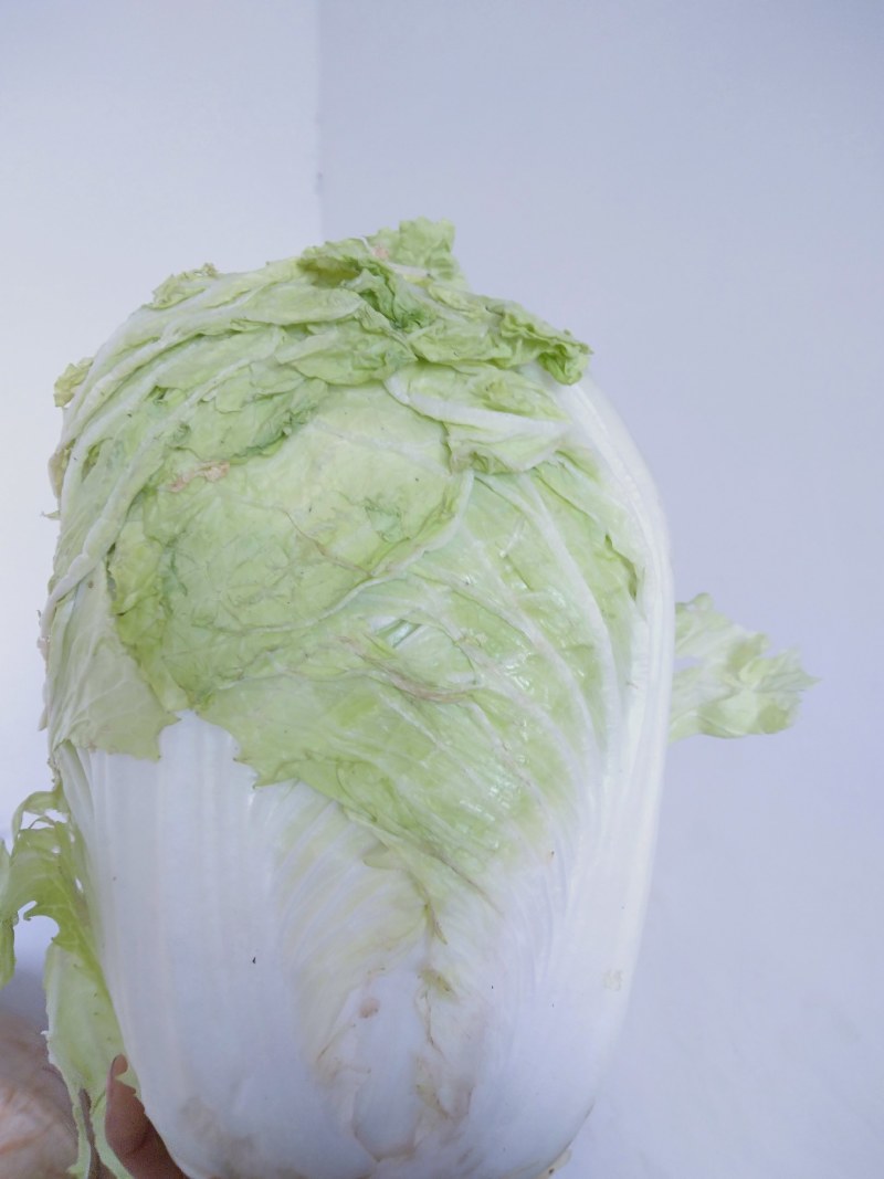 爆头大白菜，保质保量，一手货源，没中间差价实力代收处