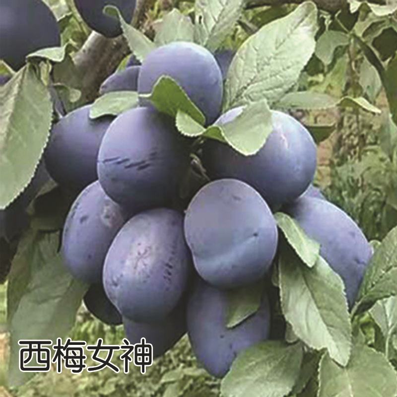 新品种嫁接李子树苗西梅女神恐龙蛋蜂糖味帝等良心苗