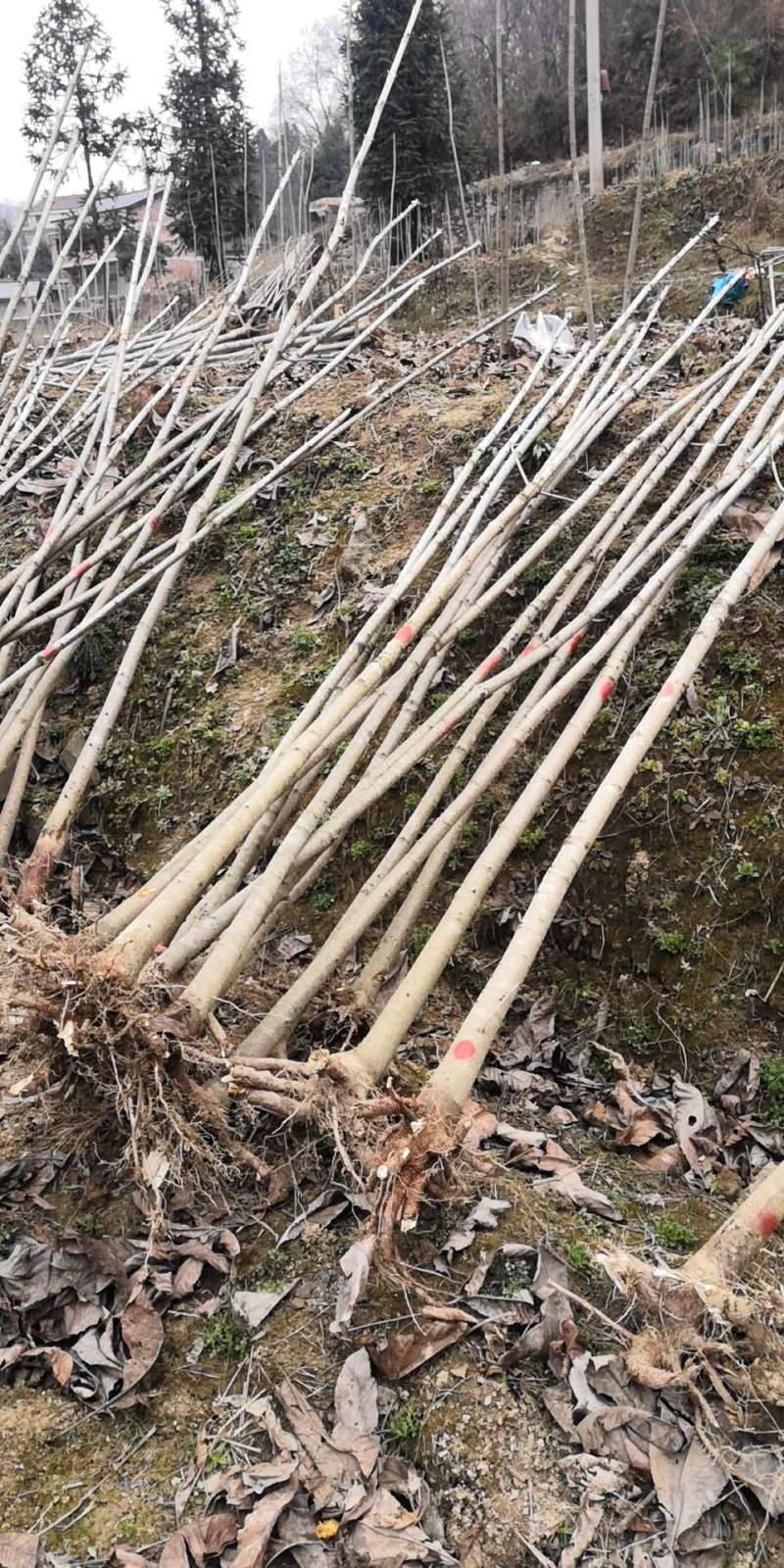 七叶树苗（梭罗果）杆直，生长快，成活率高