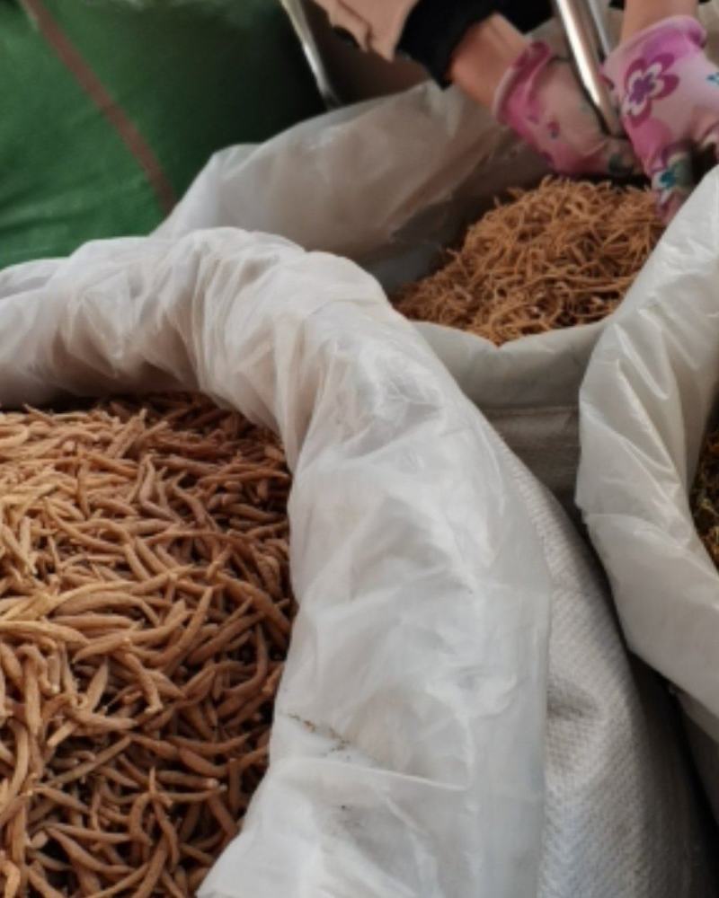 新货太子参各规格齐全，无硫全干，大量上市批零兼营，