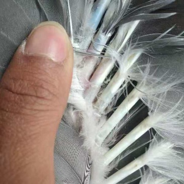 广东马岗鹅76天重量八斤34