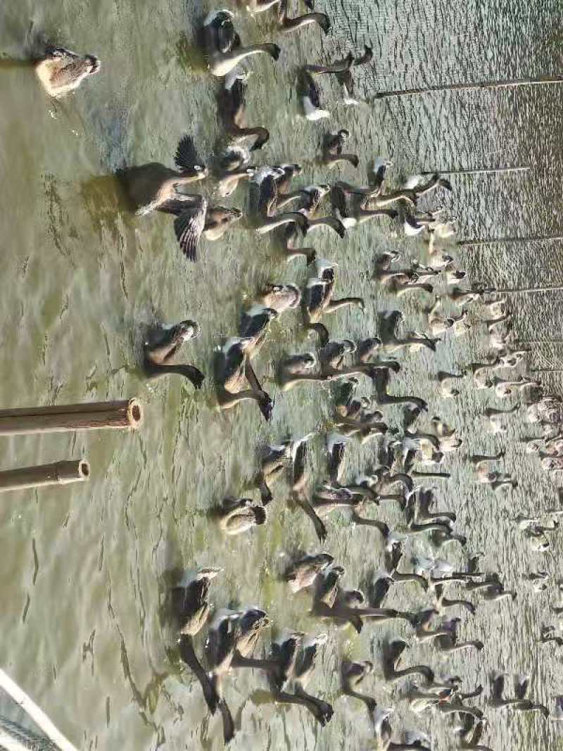 广东马岗鹅76天重量八斤34