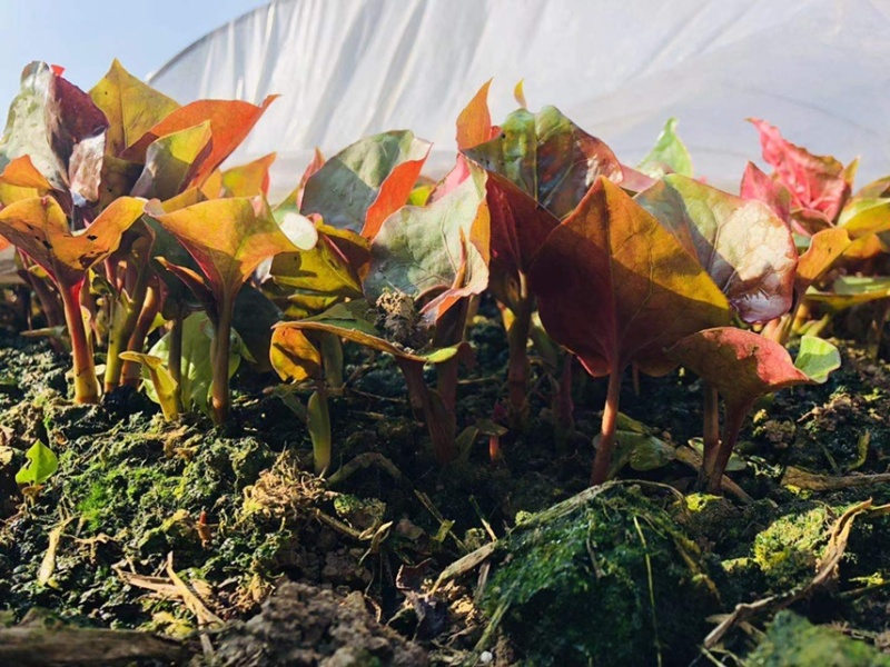 鱼腥草，基地供应，长期大量有货，保证货品质量！！！