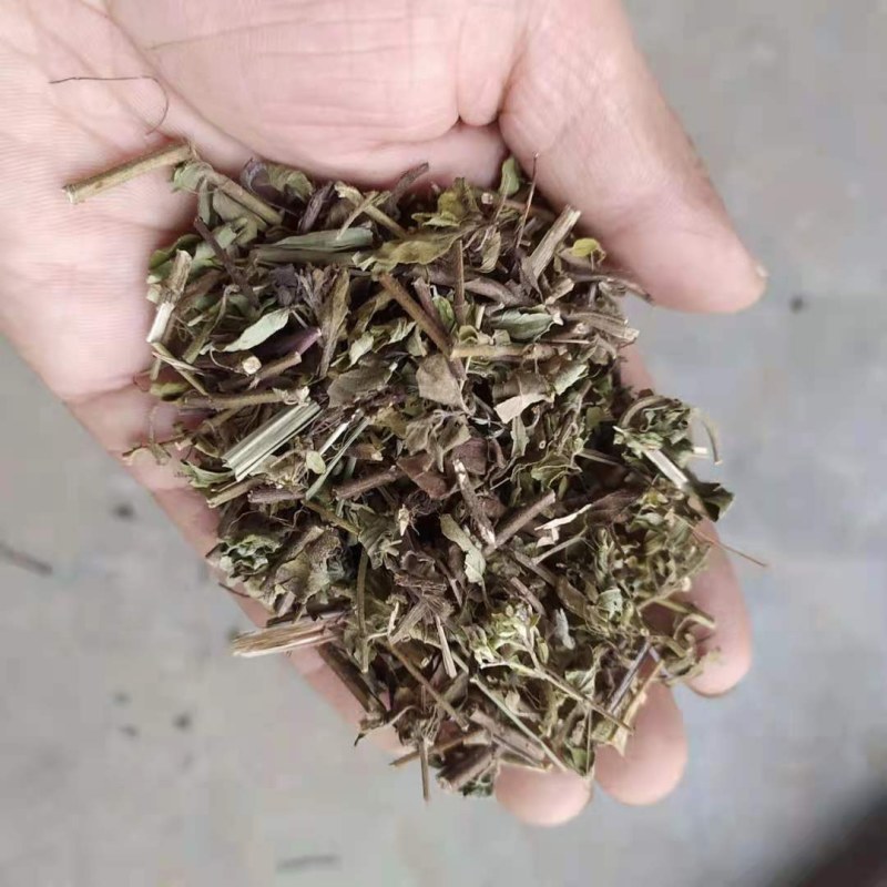 牛至别名土香薷白花茵陈满坡香、满山香五香草、暑草