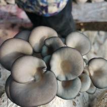 刚哥富硒食用菌平菇种植
