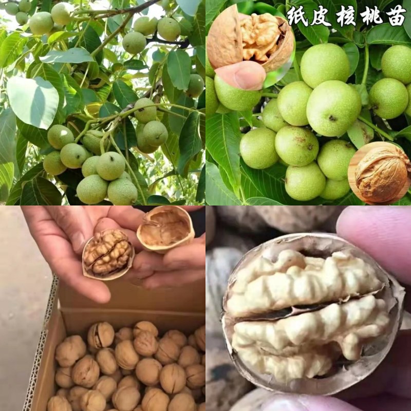 香玲核桃苗美国强特，8518核桃苗。嫁接苗当年结果