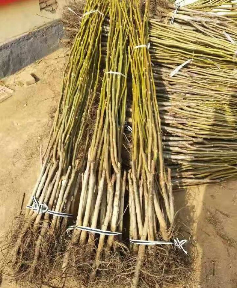 香玲核桃苗美国强特，8518核桃苗。嫁接苗当年结果