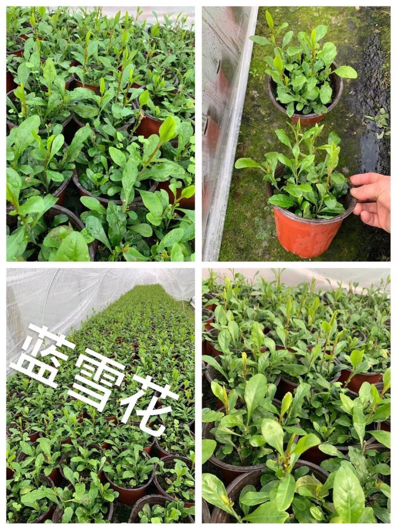 四川成都温江区苗木基地蓝雪花，规格齐全，基地货欢迎选购！