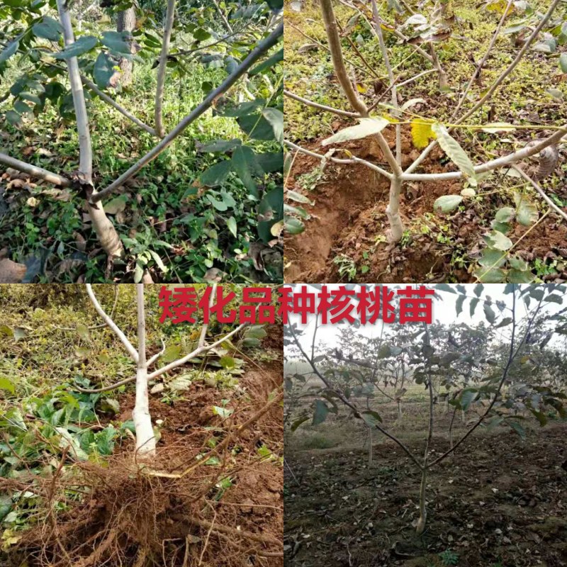 香玲核桃苗美国强特，8518核桃苗。嫁接苗当年结果