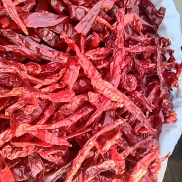 精品二荆条量大从优！产地直销超市直供一件代发！