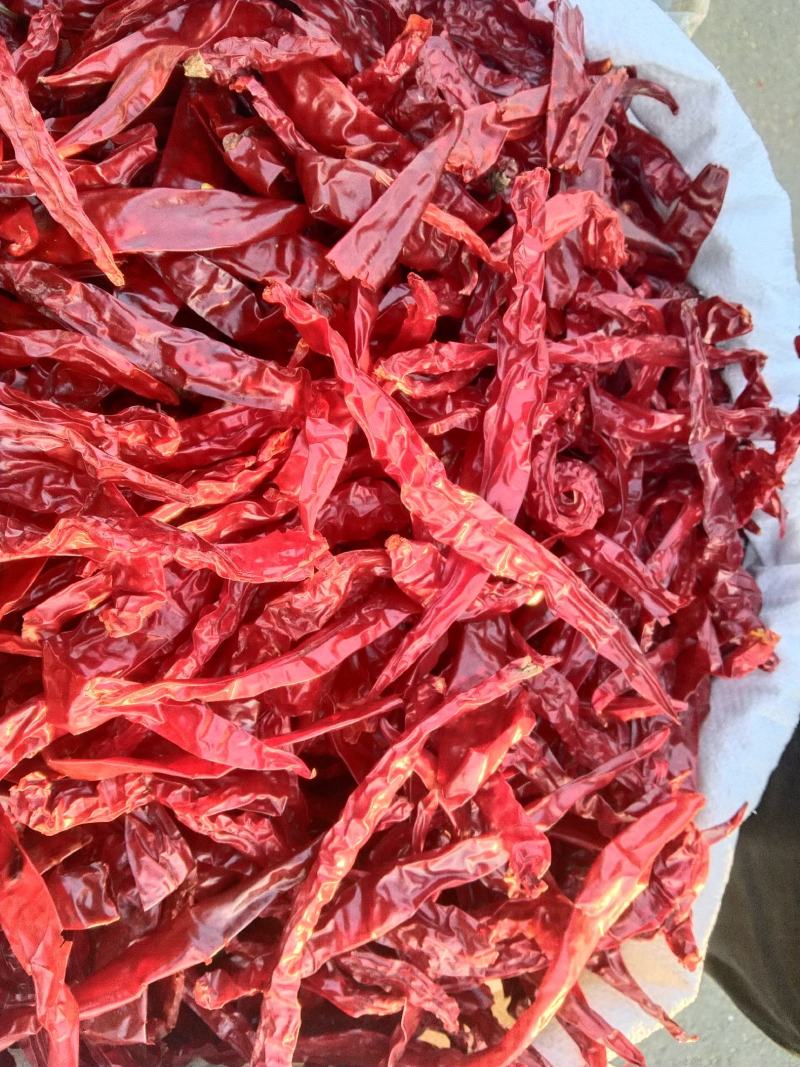 精品二荆条量大从优！产地直销超市直供一件代发！