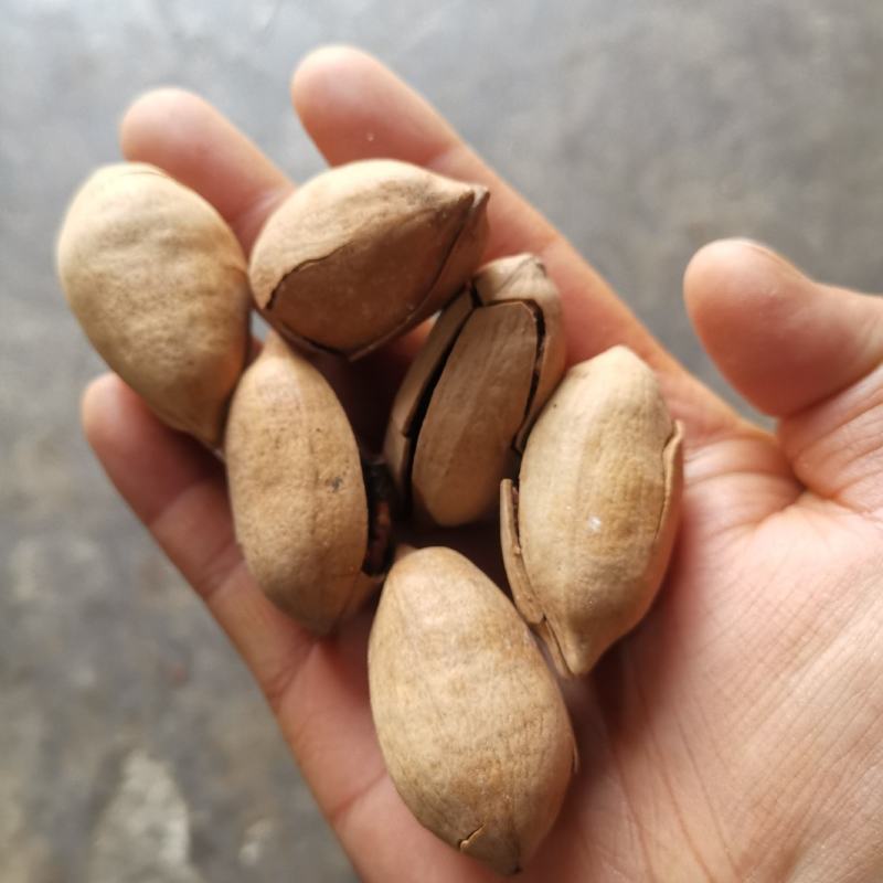 精品碧根果薄壳颗粒饱满奶油味高品质整箱发货量大联系客服