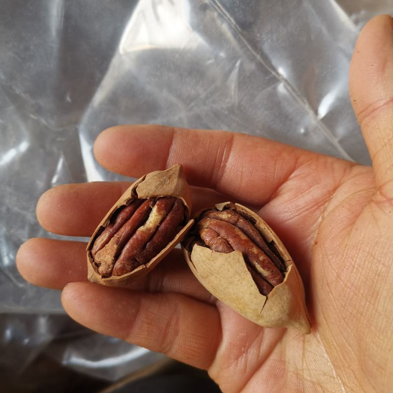 精品碧根果薄壳颗粒饱满奶油味高品质整箱发货量大联系客服