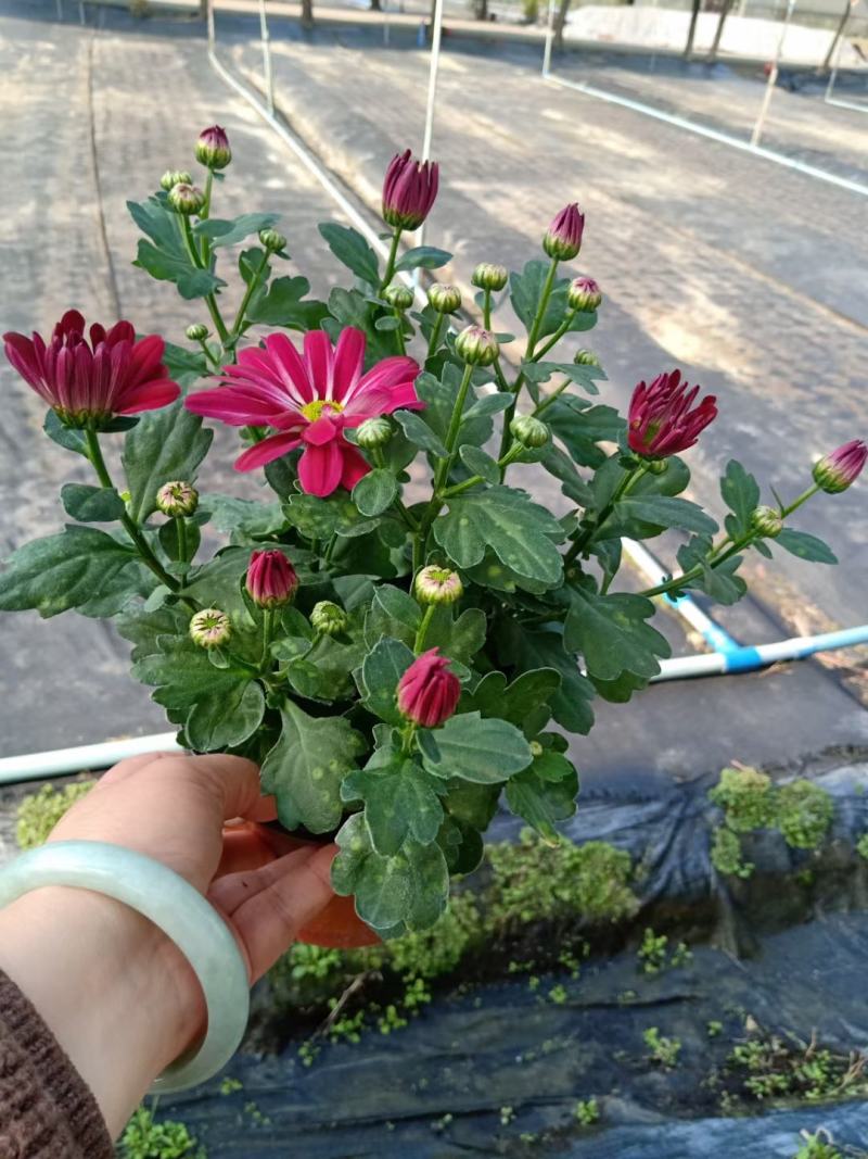 荷兰菊盆栽基地直销视频看货栽培成活率高花色多