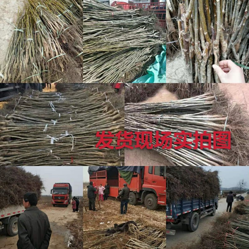 香玲核桃苗美国强特，8518核桃苗。嫁接苗当年结果