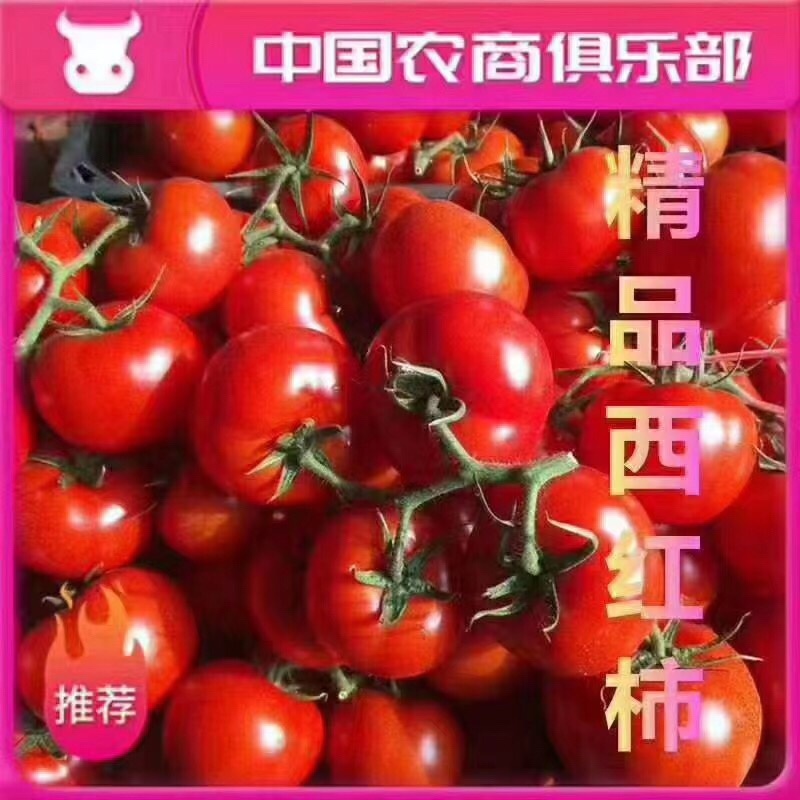 圣女果小番茄山东寿光大量有货产地直供