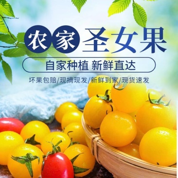 圣女果小番茄山东寿光大量有货产地直供