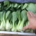 精品油麦菜大量上市