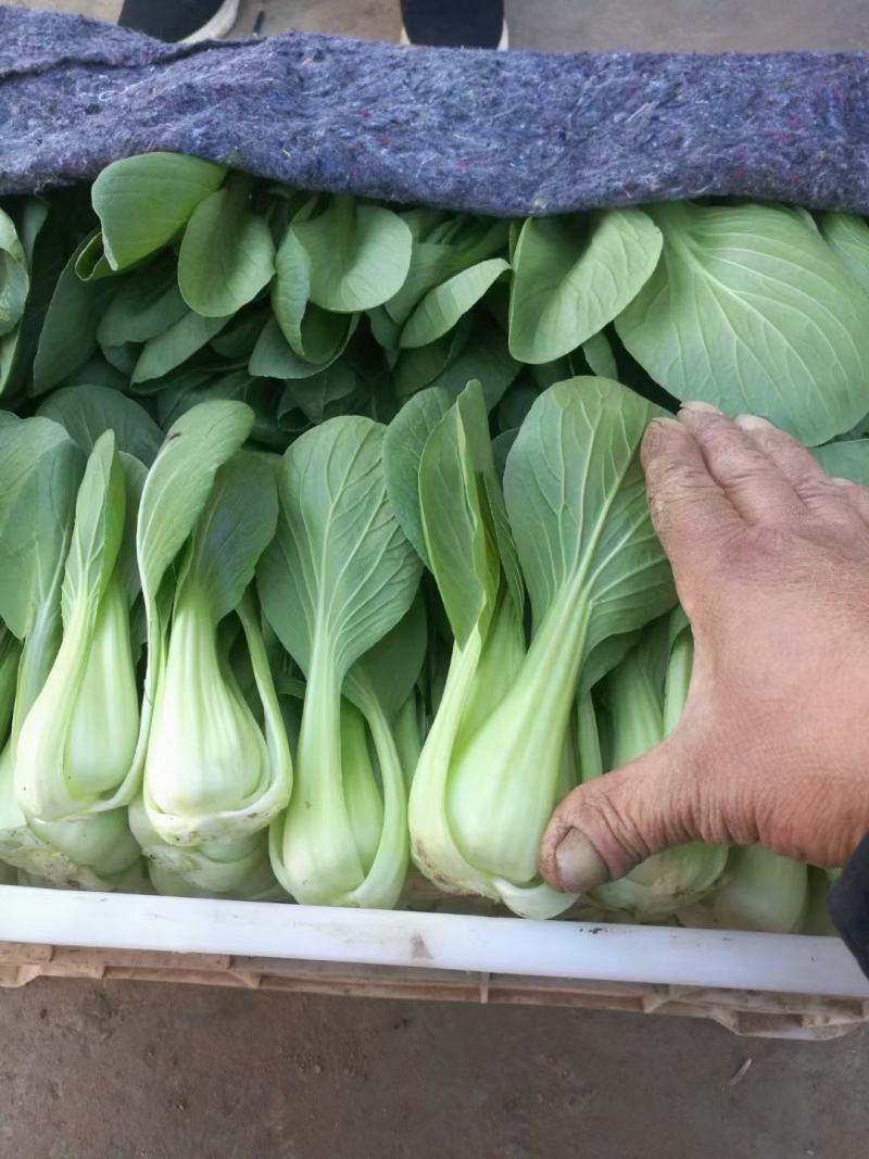 精品油麦菜大量上市