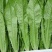 精品油麦菜大量上市