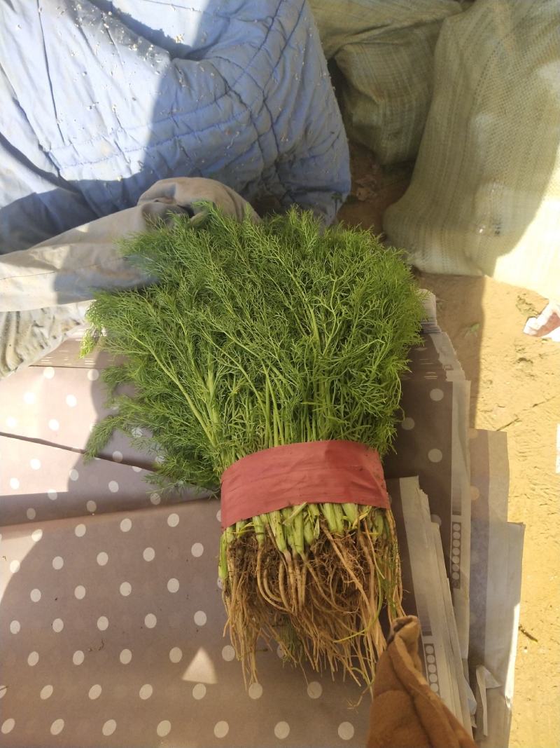 精品油麦菜大量上市