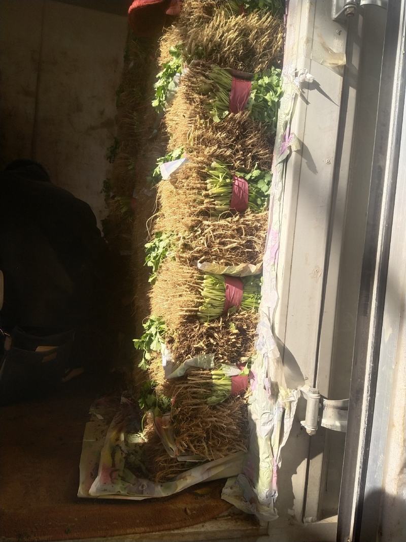 精品油麦菜大量上市