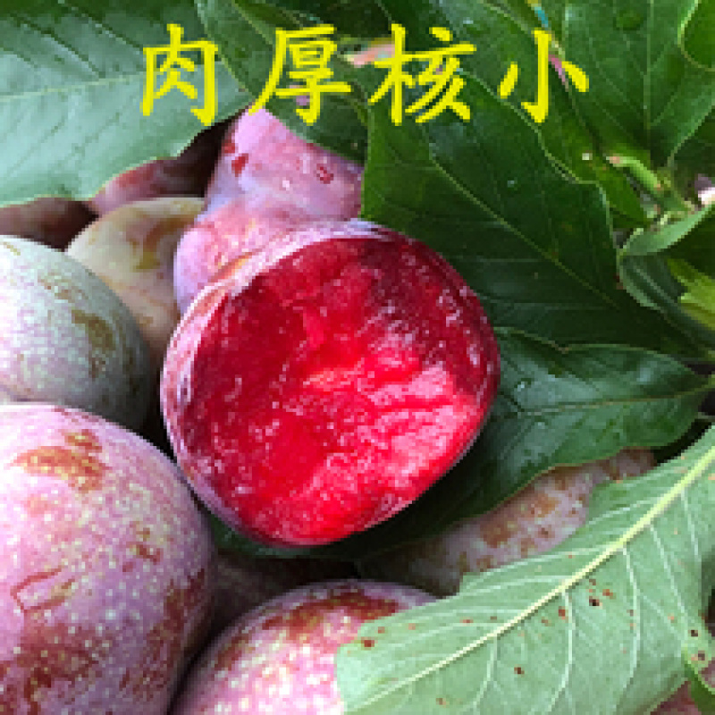 新品种李子苗三华李子嫁接黑布林李子苗产量高易管理技术指导