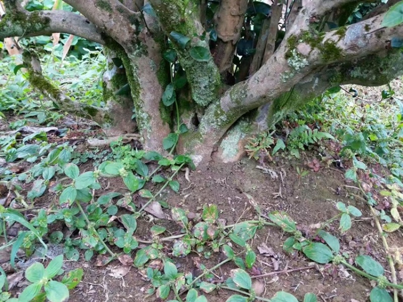 2023年英德红茶英德老树茶春茶