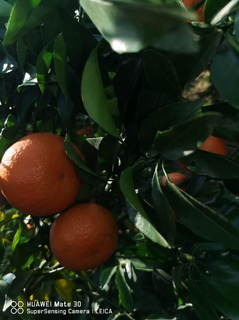 广西崇左市江州区沃柑大量上市电商货市场货都有