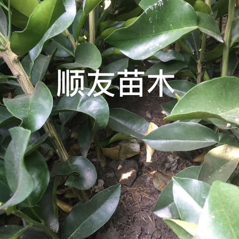 1年台州玉环文旦柚苗